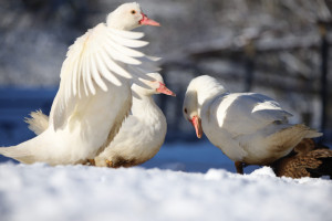 Flugente Lebend Männlich / Weiblich, Zuchtreif